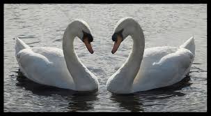 Symmetry In Nature Symmetry Photography Symmetrical Balance Balance Art