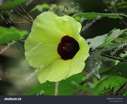 Image result for Hibiscus surattensis