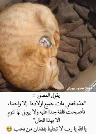 سبحانك ياالله Cute Funny Animals Cute Animals Funny Animals