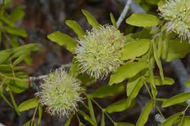 Image result for Brachystegia torrei