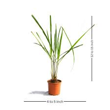 Image result for Cymbopogon citratus