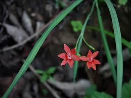 Image result for Freesia grandiflora