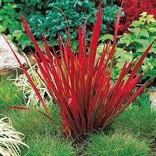 Japanese Blood Grass An Easy Way To Give Color To A Garden Hmm Maybe For My Garden Aglez Weird Plants Succulent And Cactus Plants Japanisches Blut