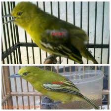 Persebaran burung cipoh ada di beberapa negara asia selatan dan asia tenggara, salah satunya indonesia. Ciri Ciri Perbedaan Sirtu Cipoh Jantan Dan Betina Yang Akurat On Kicau