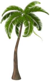 Free png images, clipart, graphics, textures, backgrounds, photos and psd files. 80 Palm Tree Clip Art Ideas Palm Tree Clip Art Clip Art Palm