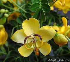 Image result for Senna bicapsularis
