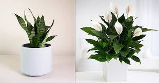 Learn how to stop killing your plants and turn your garden into a lush, thriving haven. 6 Easy Low Care Indoor Plants That Anyone Can Grow Balcony Garden Web