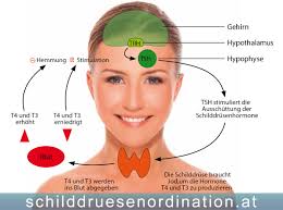 Es fing alles vor ca. Die Schilddruse Schilddrusenordination Dr Buchinger