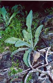 Image result for Corchorus kirkii