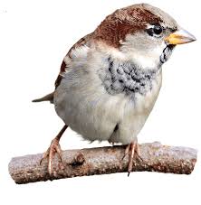 Wiederum nennt man die gartenvögel auch singvögel, weil sie im garten ihre lieder zwitschern. Pin Auf Garten