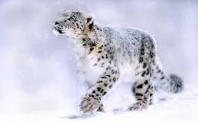 Pin On Snow Leopards