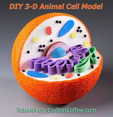 Found On Bing From Malemodelspicture Net Cell Model Animal Cell Project Animal Cell