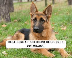 Adopt a dog and save a precious gsd's life. Best German Shepherd Rescues In Colorado 2021 We Love Doodles