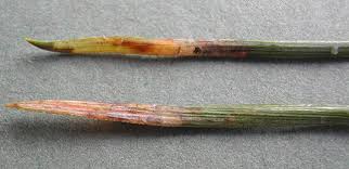 Image result for Exoteleia dodecella