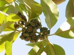 Continue to grow the eucalyptus cuttings in the cold frame with bottom warmth and regular misting until they show signs of growth. Eucalyptus Propagation Seed Growing And Rooting Eucalyptus Cuttings How To Grow Eucalyptus From Seed Propagating Eucalyptus How To Grow Eucalyptus