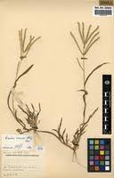 Image result for Acrachne