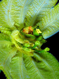 Image result for Dalechampia