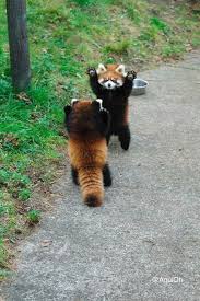 If these little guys don't bring a smile to your face, we don't know what will. Best 30 Red Panda Fun On 9gag