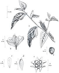 Image result for Corchorus aestuans