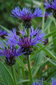 This pink/white bicolor from our garden is a nice contrast to the usual blue color. Gardenatoz Perennial Bachelor Button Centaurea Garden A To Z
