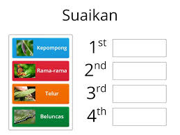 Posted by unknown at 04:19. Sains Awal Kitaran Hidup Rama Rama Helyezes