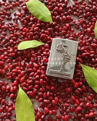 Image result for Drypetes sclerophylla