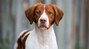 The french brittany spaniel belongs to the sporting group, just like its breeding relative the english the most common patterns are white and fawn, black and grey, brown and white, and shades of. Brittany Dog Breed Information Facts Traits Pictures More