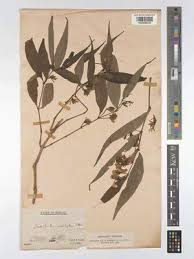 Image result for Strobilanthes anisophylla