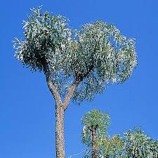 Image result for Cussonia corbisieri