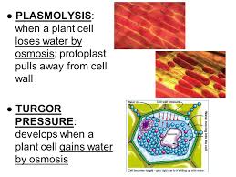 The plants use this water potential to give their bodies structure and move water from the roots to the top of the plant. Notes Ch 36 Transport In Plants Ppt Download