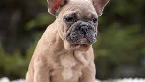 For example, one ear might be up and one might be down, then the next day opposite ears will stand. French Bulldog Ears How To Keep Them Clean French Bulldog Breed