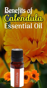 Benefits Of Calendula Essential Oil Calendulaoil Essentialoil Http Www Remedieslore C Calendula Essential Oil Calendula Oil Benefits Healthy Essential Oils
