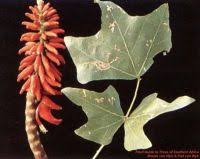 Image result for Erythrina livingstoniana