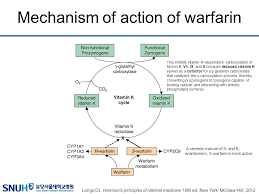 Warfarin is an anticoagulant medicine that is used to forestall thrombosis ( coagulums ) and intercalation in many upsets. What Is The Mechanism Of Action Of Warfarin