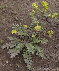 Image result for Rorippa