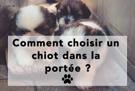 Comment Choisir Un Chiot Dans La Portee Le Blog De La Ferme Chiot Dresser Un Chien Race De Chien Hypoallergenique