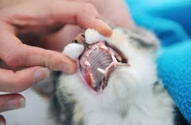 So if you brush your cat's teeth every day, keep up the good work. How To Keep Your Cat S Teeth Clean Healthy