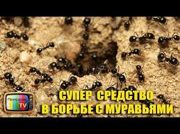 как избавиться от тли на вишне во время плодоношения Super Sredstvo V Borbe S Muravyami Youtube