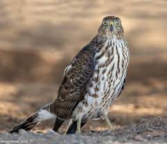 One of the most common questions we get about bird identification is: Cooper S Hawk Juvenile Sonoran Images