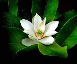 A Magnolia By Pridescrossing On Deviantart Beautiful Flowers Magnolia Flower Magnolia