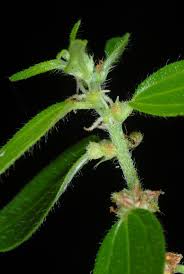 Image result for Pouzolzia