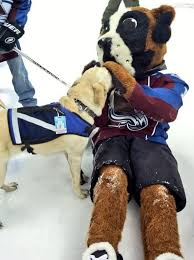 Bernie colorado avalanche nhl mascot souvenir hockey puck inglasco sale price: The Colorado Avalanche Need To Adopt A Puppy Mile High Hockey