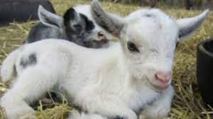 Encuentra cabritas bebe en mercadolibre.com.co! Las Cabras Pueden Desarrollar Acentos Bbc News Mundo