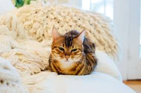 This is when you should. 5 Reasons Why Cats Wag Their Tails