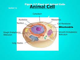 Yet another important cell organelle, the endoplasmic reticulum is really fascinating. Do Now Write Down Anything You Know About The Cell Ppt Video Online Download