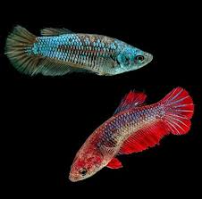 Female Betta Sorority Pack 6 Fische Siamesische Kampffische Lebende Aquariumfische Betta Fish Betta Live Aquarium Fish