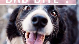 There are veterinary dental professionals who place braces on dogs' teeth but this is not the norm. Dog Bite Conformation Occlusions And Malocclusions Pethelpful