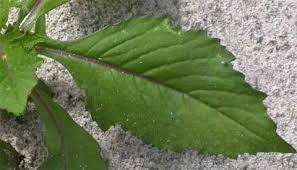 Image result for Crassocephalum paludum
