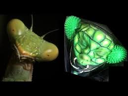 We did not find results for: Praying Mantis Halloween Makeup Tutorial Inspired By Hanzoween Youtube