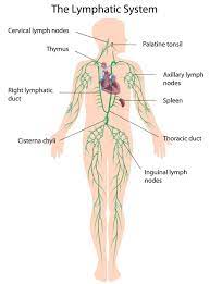 Lymph Nodes | Healthdirect